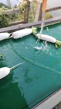 泰州泰兴大白萝卜