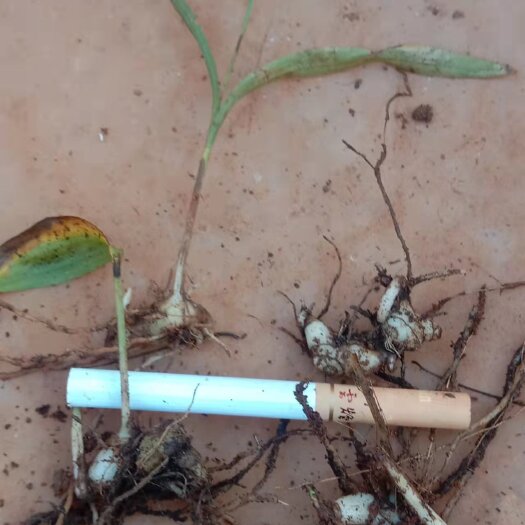 诸暨市白芨种苗