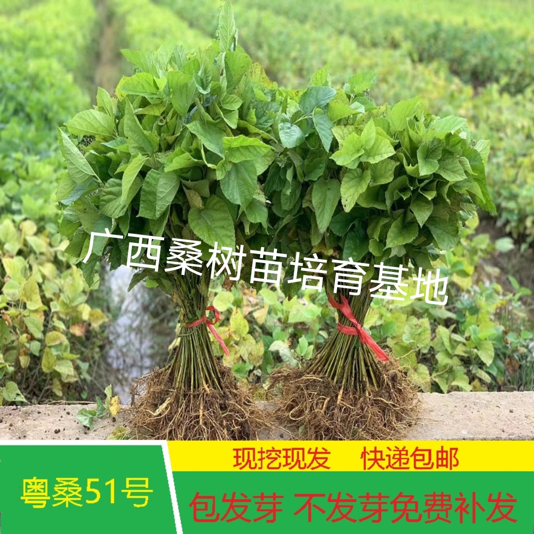 横州市粤桑51号养蚕大叶杂交桑树苗批发，耐寒抗寒品种，包发芽。