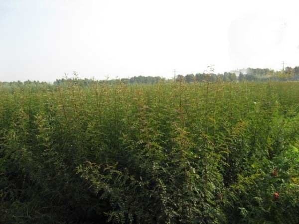 新沂市剌玫