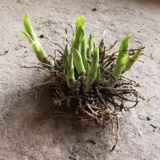 宽城县玉簪花