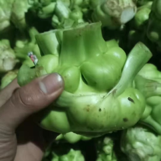 绵阳羊角菜