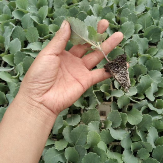 昆明甘蓝苗叶色灰绿腊粉中等冬性较强个头大产量高