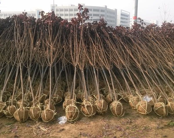 宽城满族自治县紫叶李