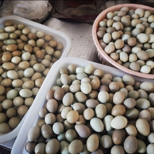 嘉兴芦丁鸡蛋，种蛋，可孵化，可食用