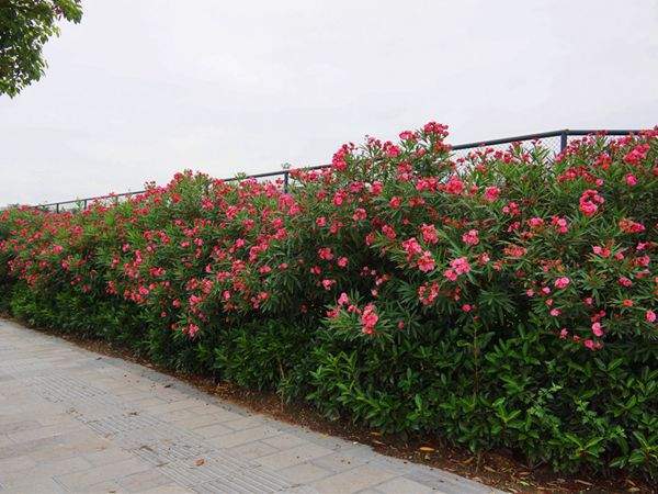 芜湖夹竹桃