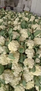 莘县聊城菜花大量上市