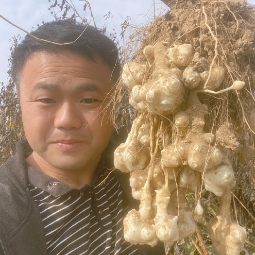 洋姜 鬼子姜 菊芋 洋姜干 洋姜片 洋姜个子