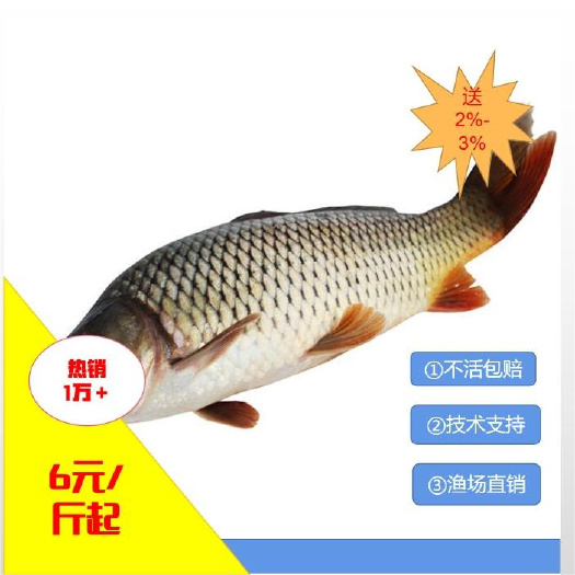 [批发】鲤鱼。量大从优、基地直供、免费送货上门。