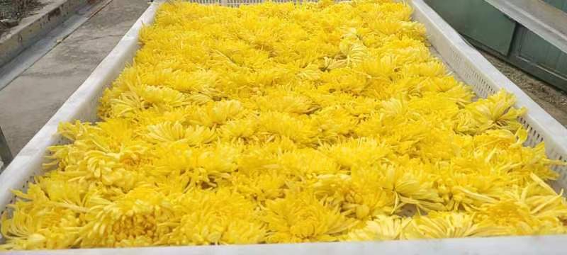 肥城市菊花大量上市，欢迎朋友前来洽谈