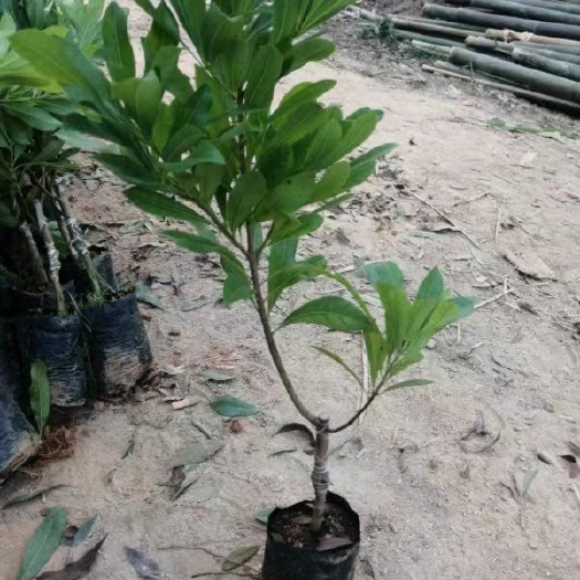 灵山县东魁杨梅树苗  嫁接苗带杯带叶发货成活率高