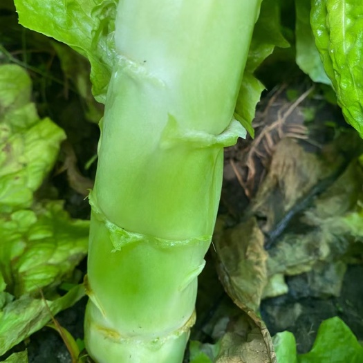 什邡市窝笋，四川特色蔬菜，一手货源，质量保证，欢迎实地考察