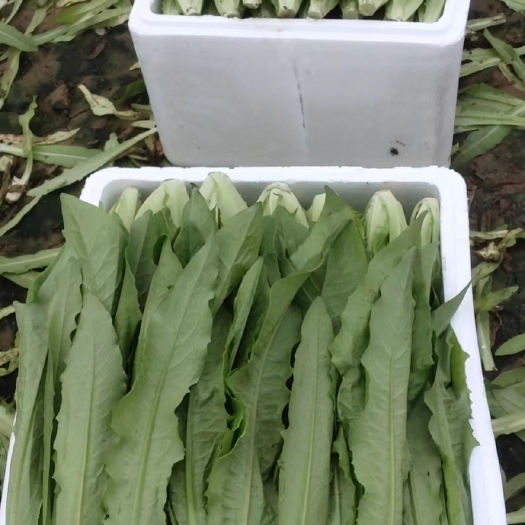 邯郸精不精品我不管，我就只有这一款，