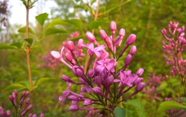 新沂市丁香