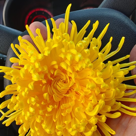 恩施市金丝皇菊