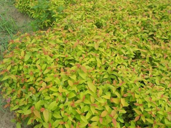 芜湖金焰绣线菊
