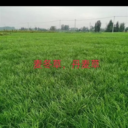 曹县  绿化草坪麦冬草丹麦草货源充足一手货源欢迎新老客户前来洽谈