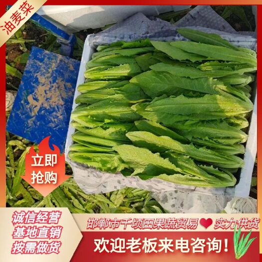 邯郸邯郸油麦菜，暖棚油麦菜。支持各种包装，发全国。