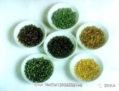 彩色功能性益寿小麦