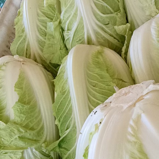 盐城东台黄心白菜大量提供泡菜厂，提供超市等，诚信合作长期共赢
