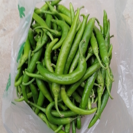 肥东县杭椒