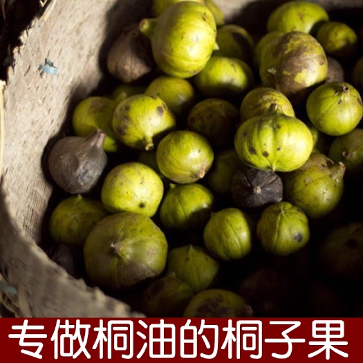 乐业县广西乐业县落地油桐籽