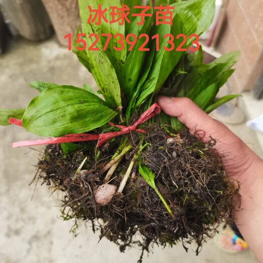 隆回县山慈菇苗 大叶冰球子苗 毛慈菇苗诚招代理分销，免费培训
