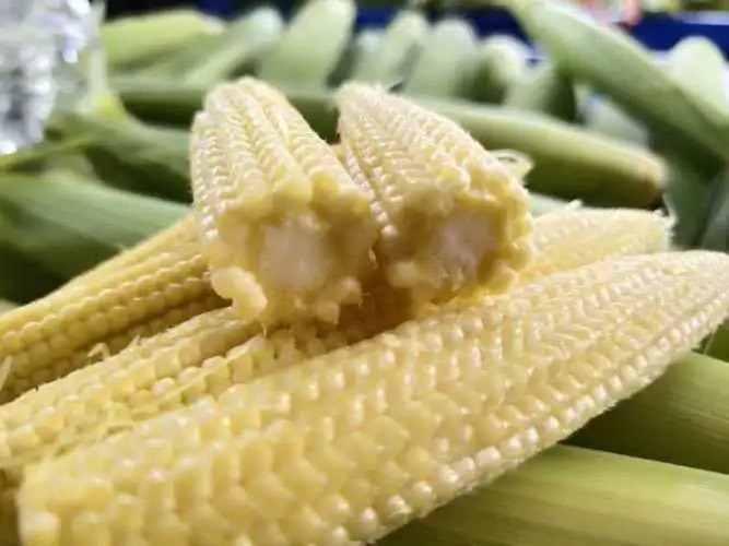 天津甜玉米玉米笋