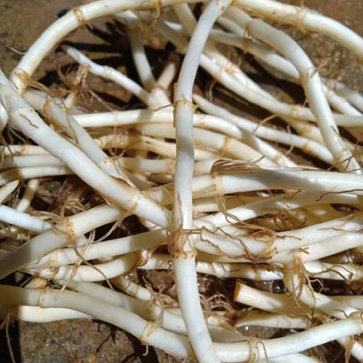 砚山县精品鱼腥草