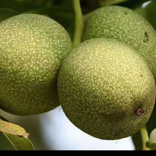 渭南青皮核桃