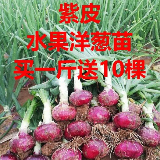 鱼台县水果洋葱苗 早熟抗病害 签合同包回收