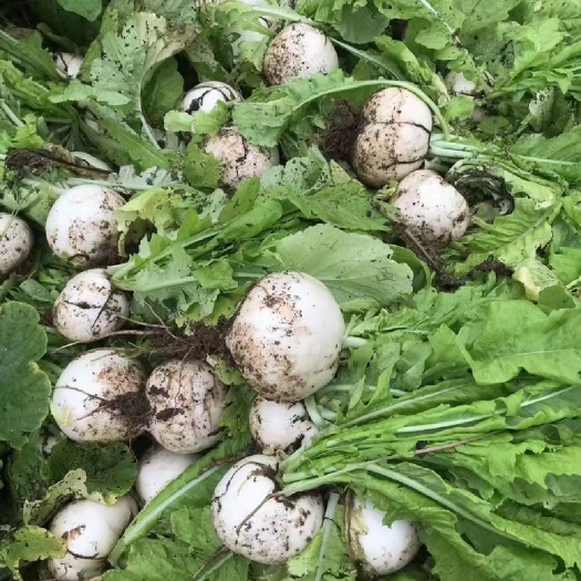 广安本地圆罗卜，口感好，水分足