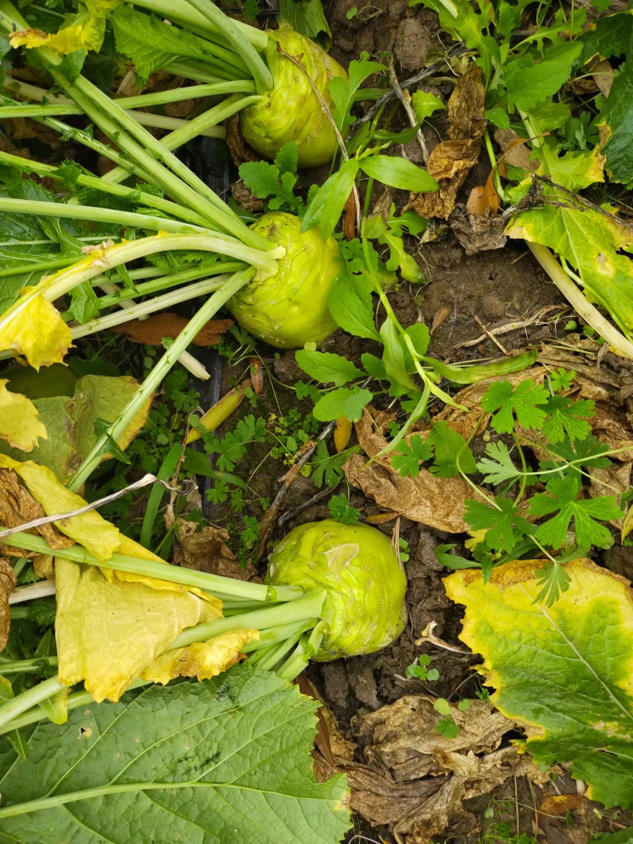 日本光头芥菜大头菜