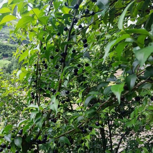岗梅根苗