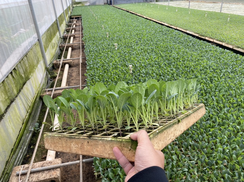 通海县花菜苗 松花苗 品质保证 全国发货 提供种植技术