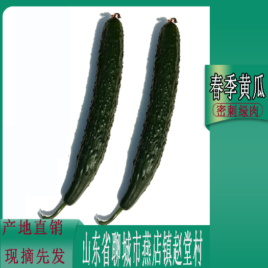 莘县密刺黄瓜  春季大棚种植蔬菜黄瓜密刺绿肉油亮型