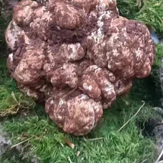 昆明云南高山采摘的野生黑松露！
