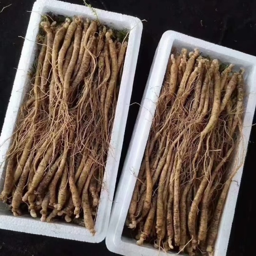 长白山小鲜参一元一条网红鲜参