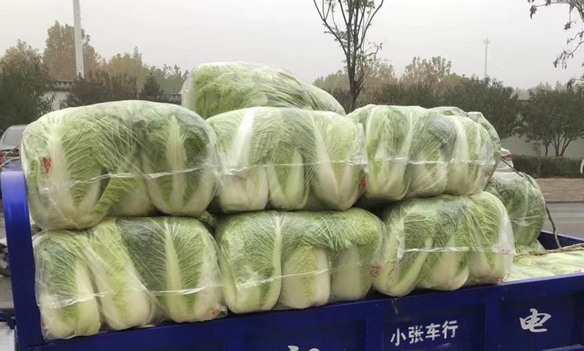元氏县元氏县北京三号白菜，万亩白菜种植基地新鲜、有机、纯绿色无污染
