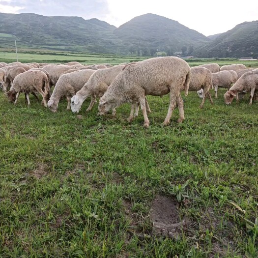 岷县放养绵羊 肉质鲜嫩