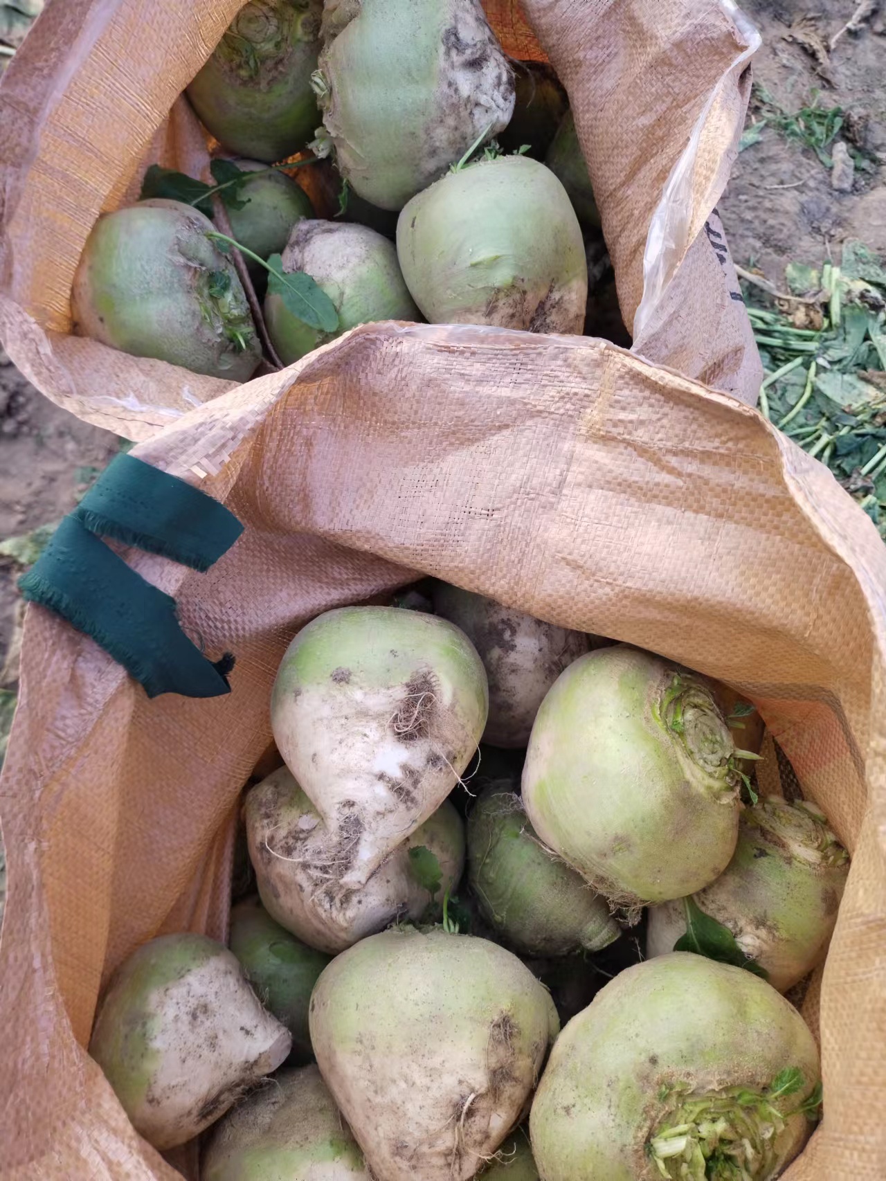 日本光头芥菜大头菜