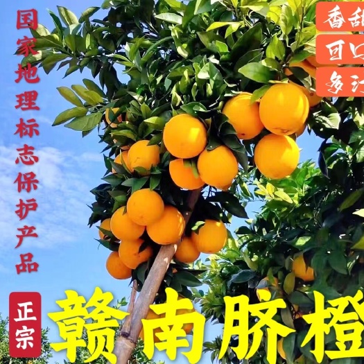 江西橙子正宗赣南脐橙10斤新鲜孕妇甜水果赣州瑞金产地直发批发