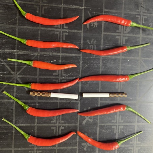博白县指天椒