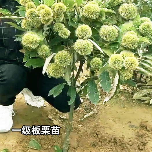 大红袍板栗苗,当年挂果,壳薄颗粒大,南北方都可以种植