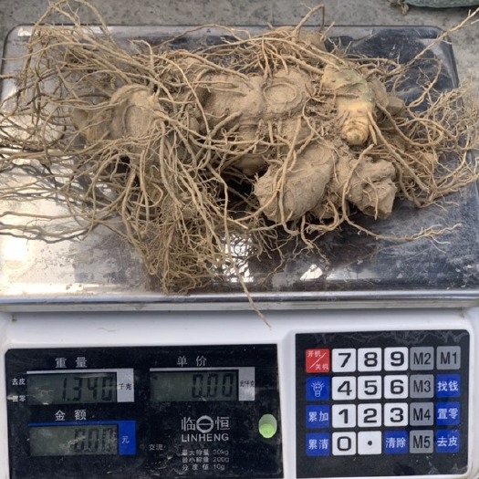 通道县姜型黄精
