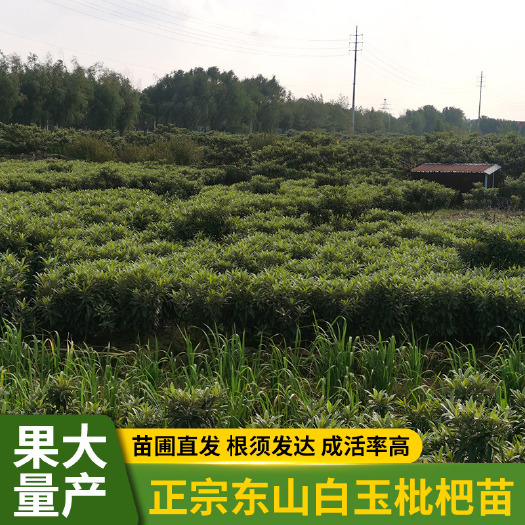 苏州白玉枇杷苗  苏州―东山白玉枇杷树苗，嫁接两年苗，品种保证，