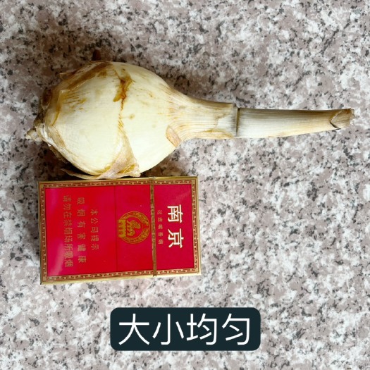 靖江市精品白慈菇，没有绣迹，无空心，量大从优，一手货源，
