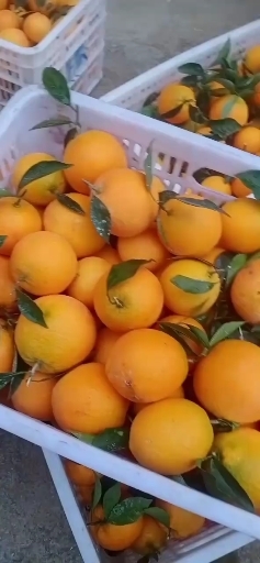 溆浦县高山纽荷尔新鲜脐橙