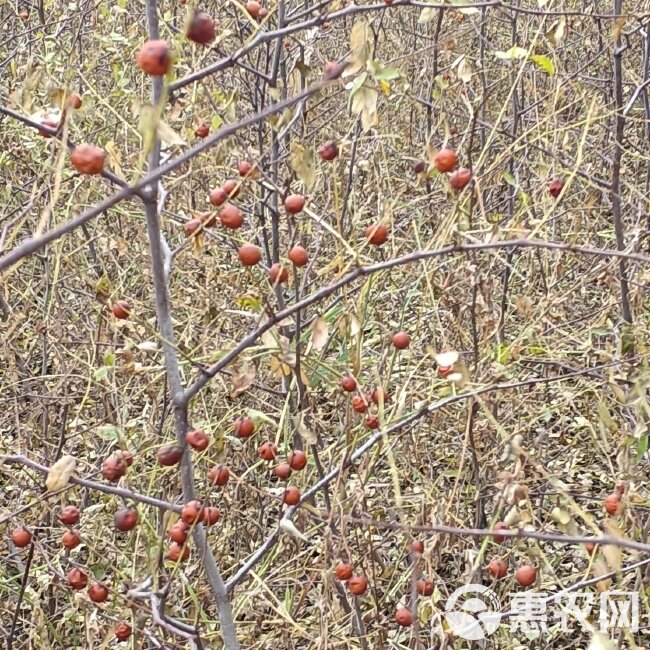 二年挂果酸枣苗，嫁接酸枣苗，随要随起，当天起苗当天发车。