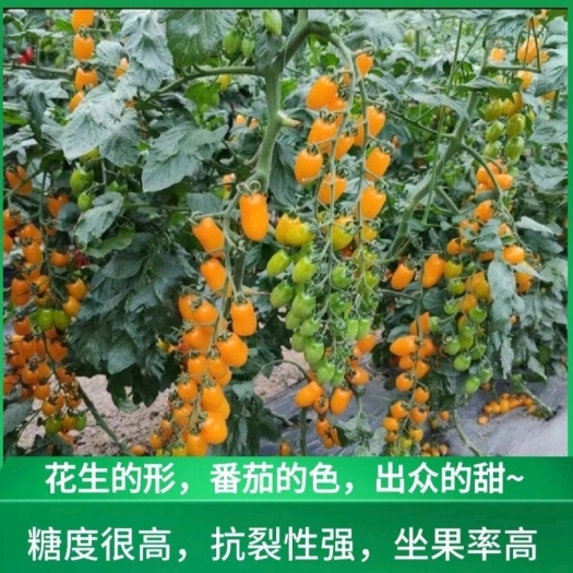 寿光市黄色花生番茄苗，  易挂果。可试种。